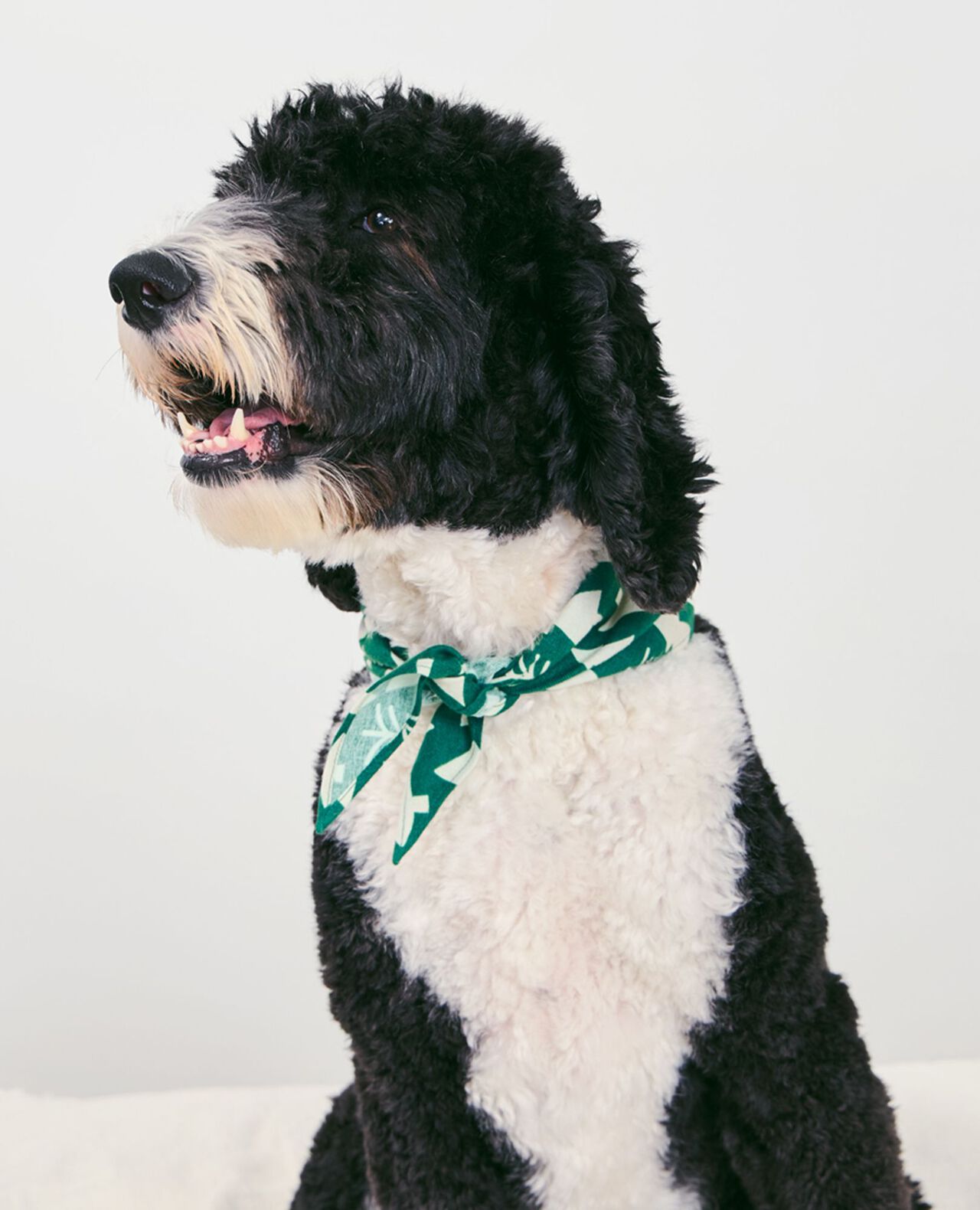 Flannel Dog Bandana - Image 17